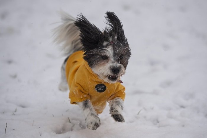 Ilustračný obrázok k článku V TANAP-e bude zákaz vstupu pre psíčkarov a tí sa búria: Ak nepôjdeme s nimi, tak vôbec!