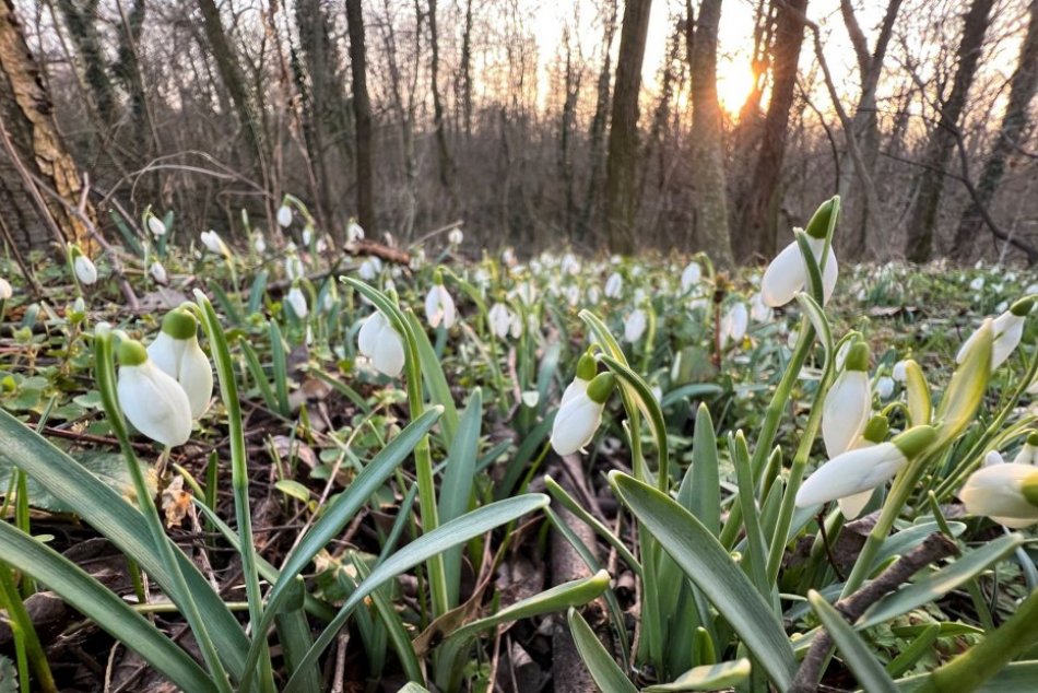 Ilustračný obrázok k článku POKOCHAJTE sa krásou snežienok: Ale pozor, chystá sa RAPÍDNA zmena počasia! FOTO