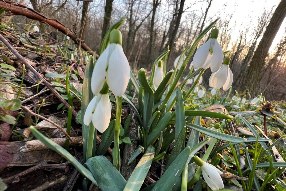 Ilustračný obrázok k článku Prešovskí ochranári upozorňujú: Snežienka je chránená rastlina, za odtrhnutie hrozí pokuta