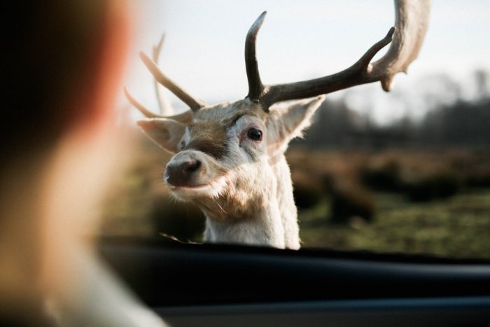 Ilustračný obrázok k článku Vodič si na seba sám ušil BIČ: Po zrážke so ZVEROU volal policajtov, na čo doplatil?