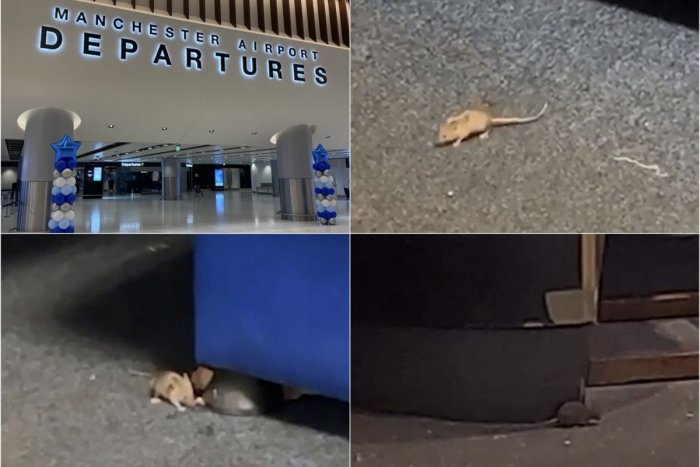 Ilustračný obrázok k článku Hrôza a DES na letisku, kam lieta aj linka z Bratislavy: MYŠI lezú ľuďom po nohách!