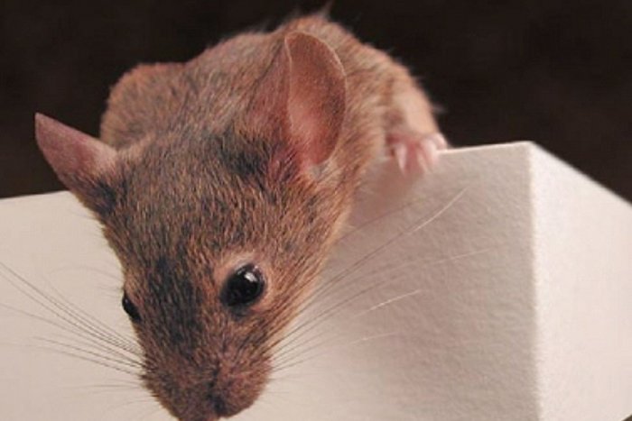 Ilustračný obrázok k článku NECHUTNÉ! Miriam si našla v balíčku mrazených fazuliek z prešovského obchodu MŔTVU myš