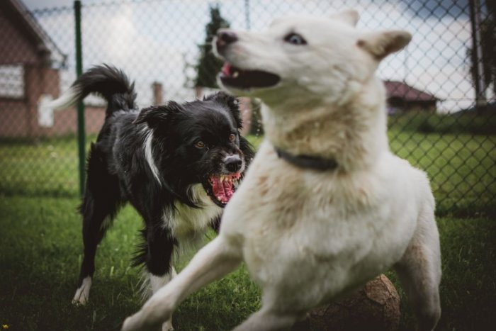 Ilustračný obrázok k článku V Chorvátsku hrozí NEBEZPEČENSTVO: Rozzúrené psy ÚTOČIA! Napádajú aj turistov