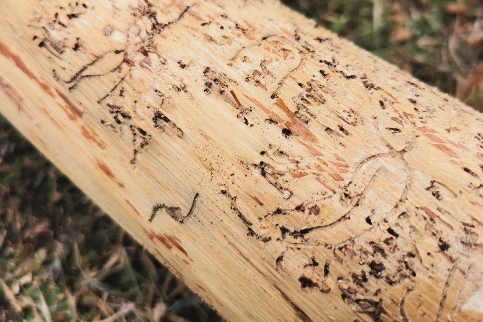 Ilustračný obrázok k článku Pre lykožrútovú KALAMITU už koná aj polícia: Prebiehajú výsluchy a zber dôkazov