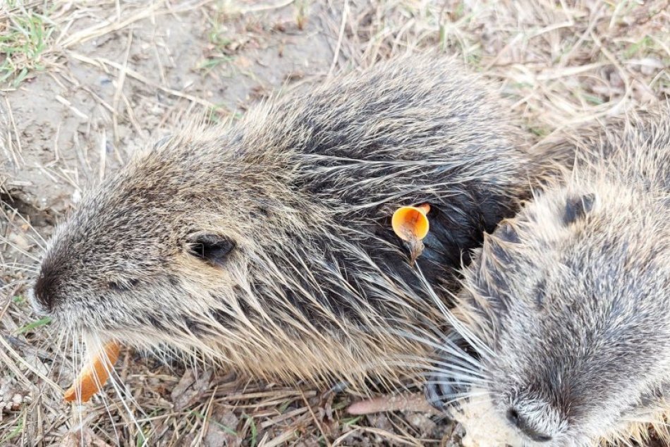 Ilustračný obrázok k článku Nutrie kántril kovovými šípkami: Podľa polície nejde o týranie, zákon toto zviera nepozná