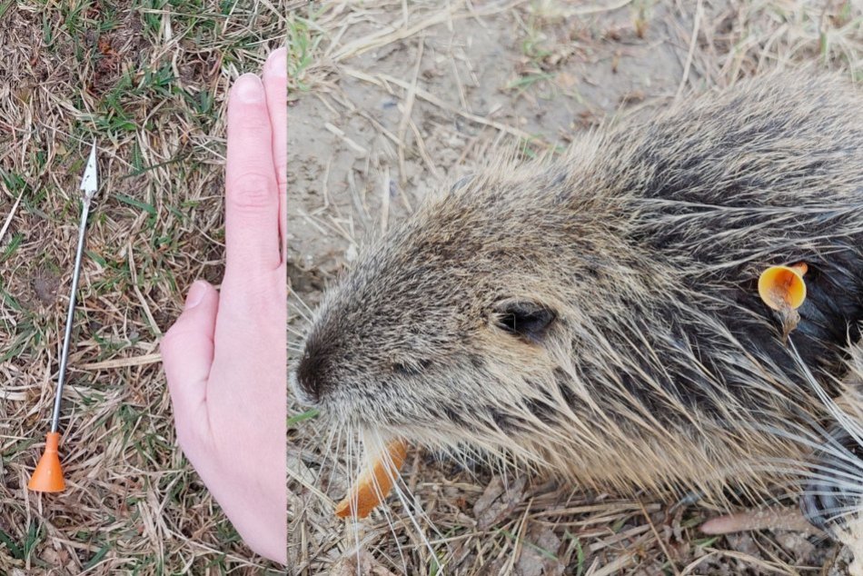 Ilustračný obrázok k článku OHAVNÝ prípad zo západného Slovenska: Niekto ZABÍJA nutrie šípkami z fúkačky!