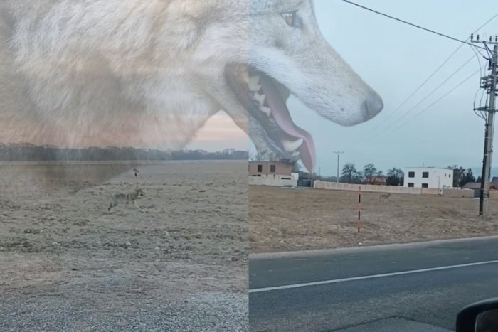 Ilustračný obrázok k článku Internetom sa šíria ZÁBERY z východoslovenskej obce: Pri domoch pobehuje SVORKA VLKOV