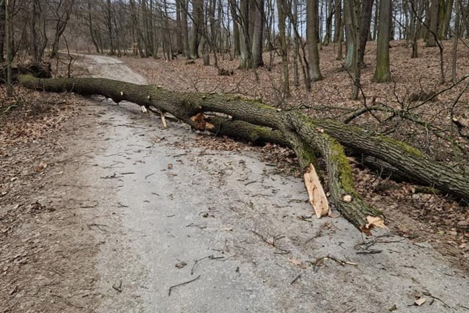 Ilustračný obrázok k článku Bratislavčania, POZOR! Opäť bude silno fúkať, VIETOR môže napáchať škody