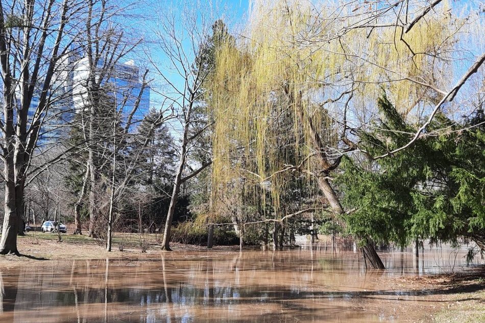 Ilustračný obrázok k článku V zaplavenom Sade Janka Kráľa rátajú škody: STRACH o vzácne storočné stromy