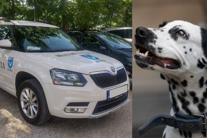 Ilustračný obrázok k článku Mestského policajta v Nitre NAPADOL pes: POHRÝZOL ho do tváre a stehna!