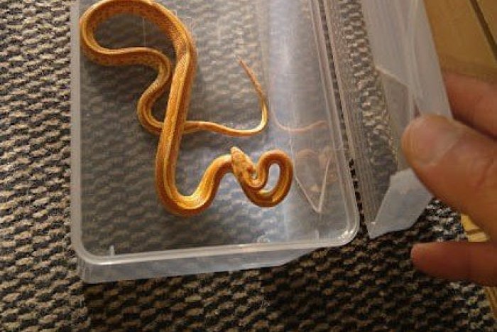 Ilustračný obrázok k článku KURIÓZNY zásah mestských policajtov: Odchytili hada, ktorý sa u nás bežne nevyskytuje