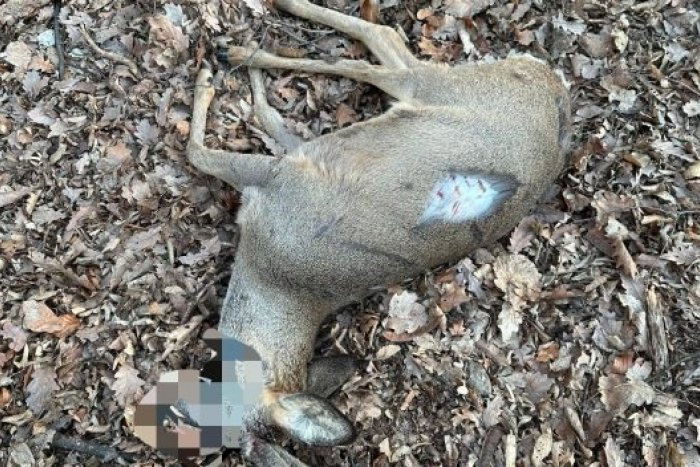 Ilustračný obrázok k článku Strašné! PES v bratislavskom lesoparku napadol SRNCA, ten nemal šancu prežiť