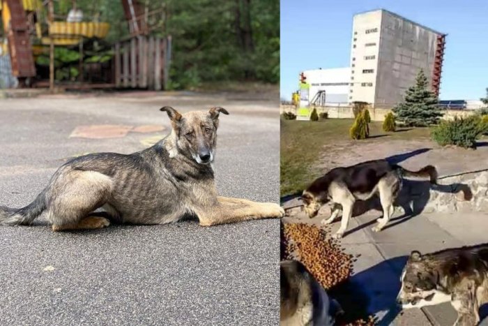 Ilustračný obrázok k článku Psy z Černobyľu upútali pozornosť špičkových odborníkov:  Ako to, že prežili DODNES?