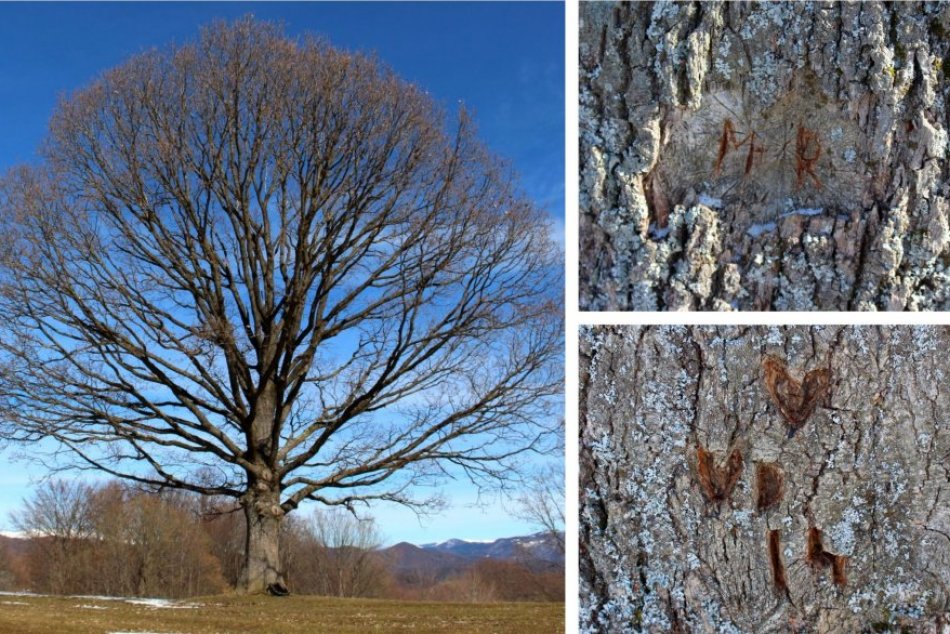 Ilustračný obrázok k článku Počuli ste už o Strome lásky? V kôre ukrýva PRÍBEHY zaľúbencov, FOTO