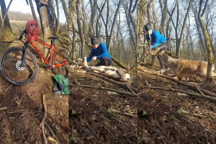 Ilustračný obrázok k článku Cyklista zachránil JELEŇA: Bezmocné zviera malo okolo hlavy omotaný špagát, VIDEO