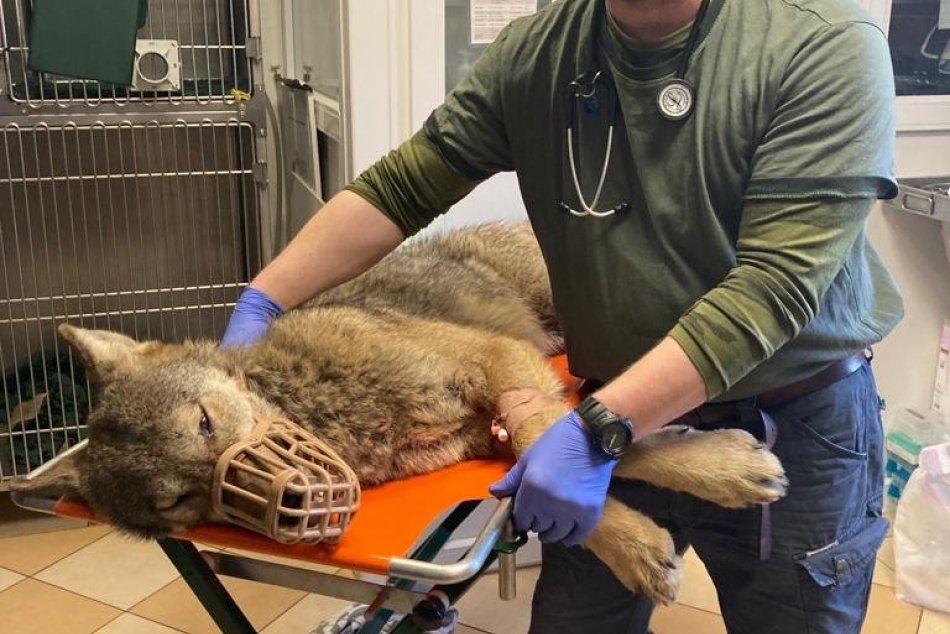 Ilustračný obrázok k článku Policajti riešili KURIÓZNY prípad: Zachránili zranenú gravidnú vlčicu, FOTO