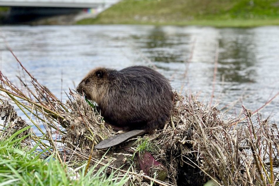 Ilustračný obrázok k článku Bobor v Hrone je HITOM internetu: Postaví bývanie skôr ako Kollár, bavia sa ľudia, FOTO