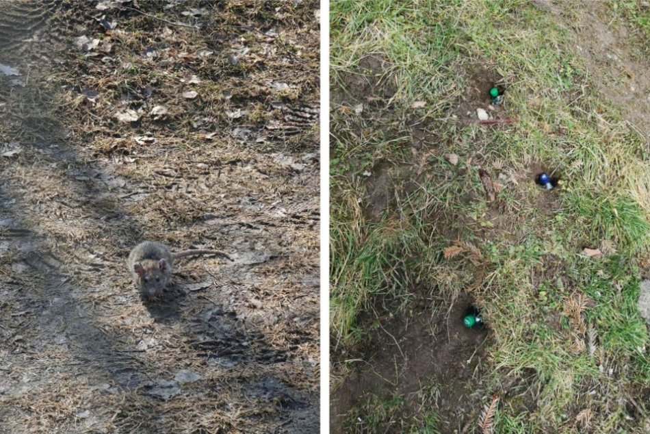 Ilustračný obrázok k článku Dávajte POZOR na deti či psy! V Bystrici prebieha celomestská DERATIZÁCIA