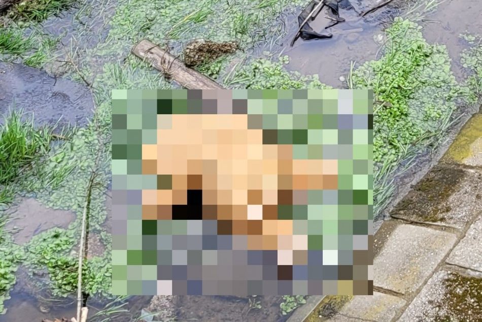 Ilustračný obrázok k článku Namiesto STRACHU výbuchy SMIECHU: Medveď v meste je HITOM internetu, FOTO