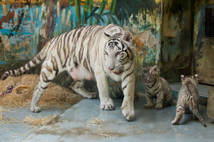 Ilustračný obrázok k článku OBROVSKÝ smútok v Bratislave: Do neba odišla jedna z IKÔN zoologickej záhrady