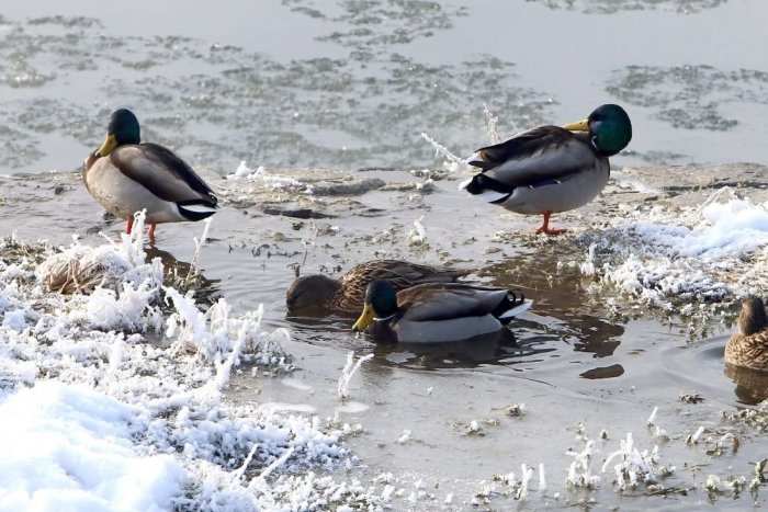 Ilustračný obrázok k článku Slovensko sa musí pripraviť na MRAZIVÚ noc: Vo štvrtok môže aj NASNEŽIŤ
