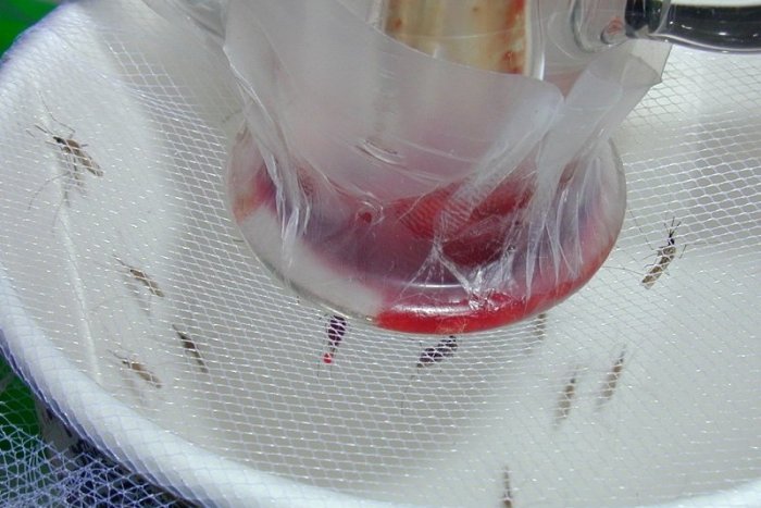 Ilustračný obrázok k článku Európe hrozia nebezpečné choroby spôsobené KOMÁRMI: WHO varuje pred globálnymi epidémiami