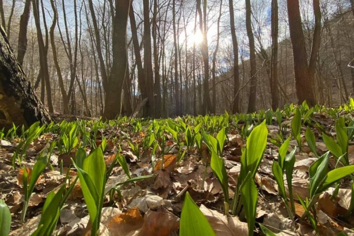 Ilustračný obrázok k článku Chutný zázrak z prírody: Kde v okolí Trnavy rastie MEDVEDÍ cesnak?