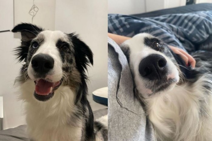 Ilustračný obrázok k článku Veterinár psíkovi nevedel pomôcť, ale UMELÁ inteligencia áno: Zachránila mu život!