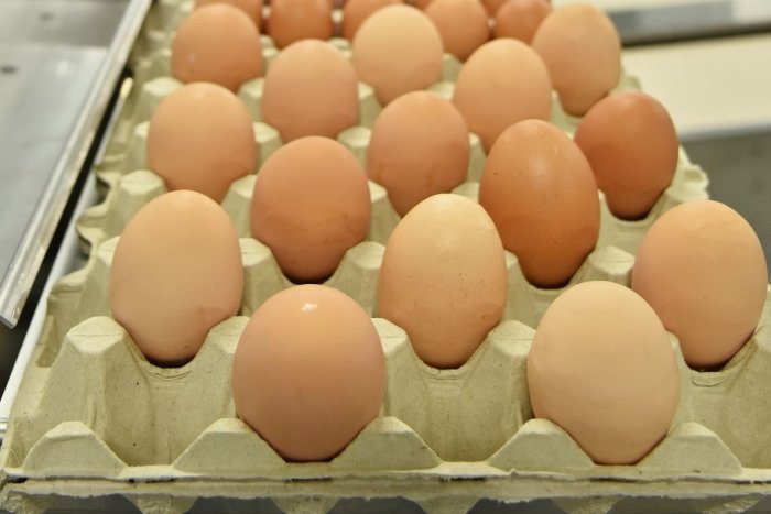 Ilustračný obrázok k článku Vajcia sa stávajú čoraz nedostupenejšími: Ich cena medziročne VZRÁSTLA o 80 percent