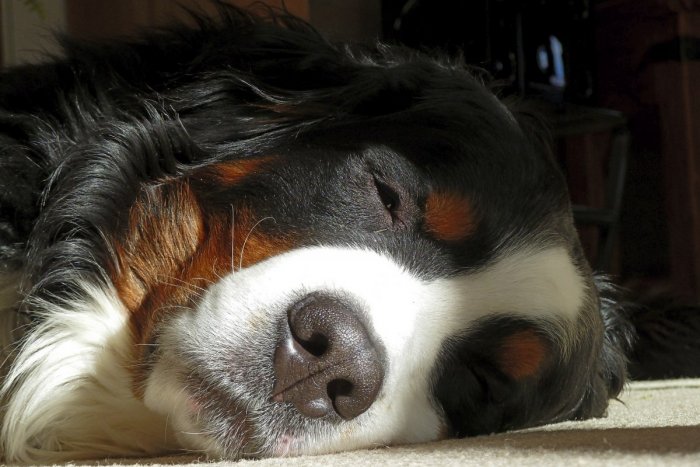 Ilustračný obrázok k článku NECHUTNÝ prípad z veteriny: Pracovníčka odrezávala mŕtvym psom ŇUFÁKY a brala si ich domov