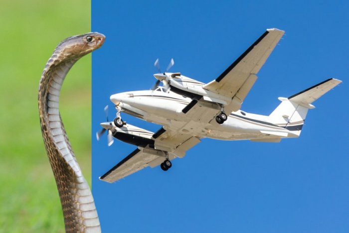 Ilustračný obrázok k článku DRÁMA v lietadle: Pilot pocítil na chrbte niečo chladivé, SMRTEĽNE jedovatú kobru!