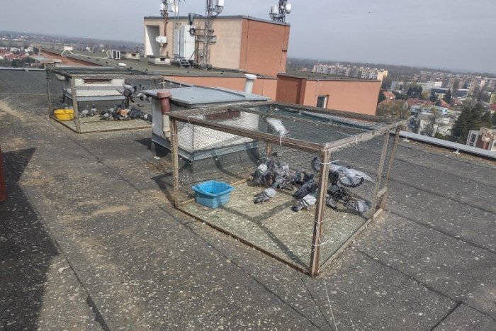 Ilustračný obrázok k článku V Šali je opäť menej holubov: Za niekoľko týždňov odchytili vyše 200 okrídlencov