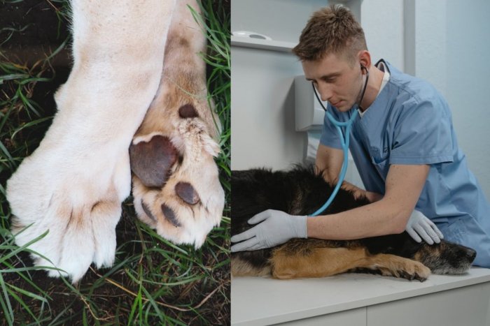 Ilustračný obrázok k článku OHROZENÉ môže byť aj vaše zviera! Polícia upozorňuje na OTRÁVENÉ návnady