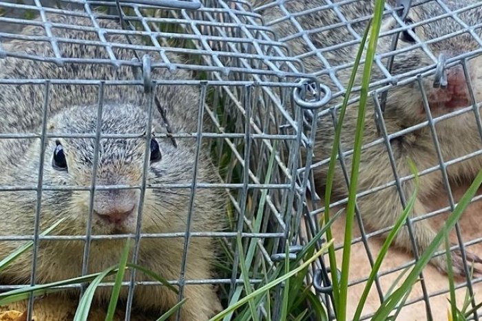 Ilustračný obrázok k článku V Bratislave odchytávajú SYSLE do klietok: Dôvod vás pravdepodobne prekvapí + FOTO