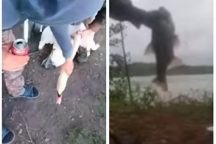 Ilustračný obrázok k článku OTRASNÉ zábery z Bratislavy: Muži si krátili čas pri vode KRUTÝM týraním zvierat