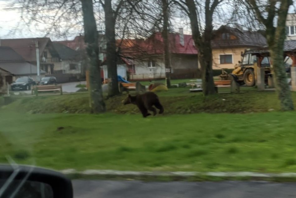 Ilustračný obrázok k článku ŠOK v stredoslovenskej obci: MEDVEĎ behal priamo po dedine, FOTO