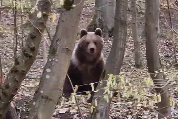 Ilustračný obrázok k článku Alexandra natočila KURIÓZNY zážitok: Rovnaký MEDVEĎ ženu PREKVAPIL hneď dvakrát za deň, VIDEO