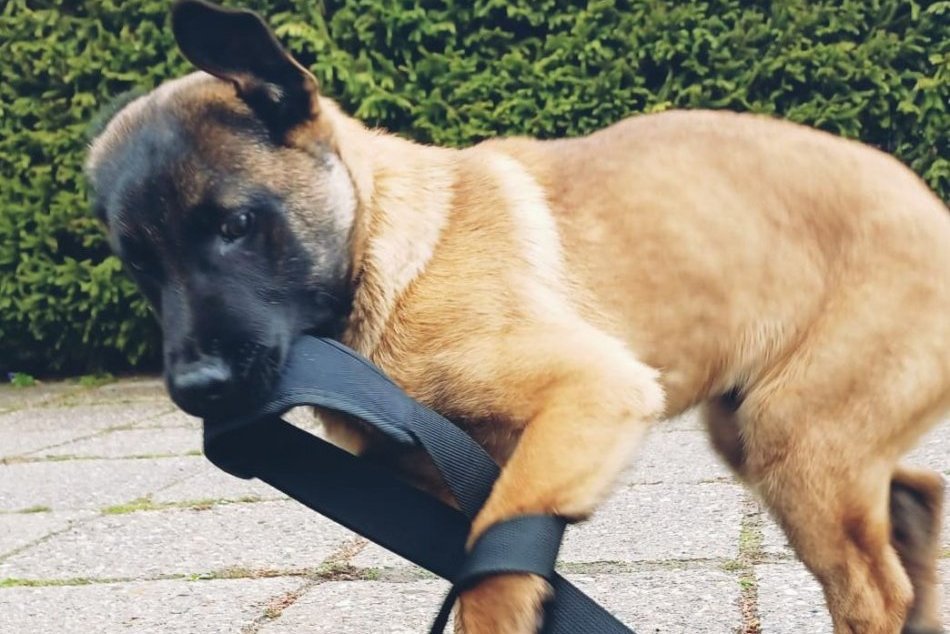 Ilustračný obrázok k článku ROZKOŠNÝ štvornohý policajt: Šteniatko Clay baví INTERNET záberom z cvičenia, FOTO