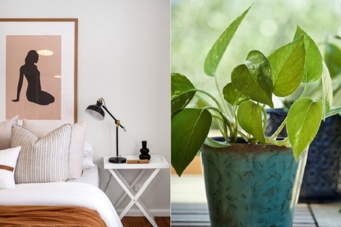 Ilustračný obrázok k článku Chcete zaspať ako bábätko? Preneste si do spálne TIETO izbové RASTLINY