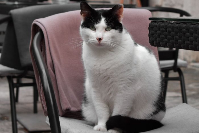 Ilustračný obrázok k článku Neďaleké mestečko prekvapuje ZVLÁŠTNOSŤOU: Pre milovníkov MAČIEK je to dovolenka SNOV