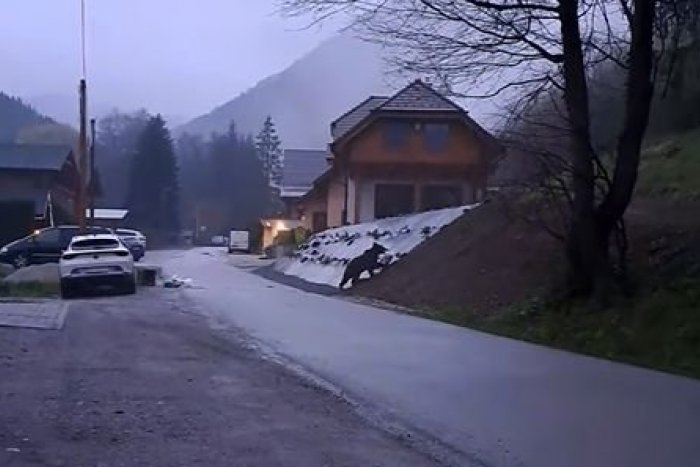 Ilustračný obrázok k článku Nepomohlo ani odplašenie: MEDVEĎ opakovane vyčíňal v stredoslovenskej obci, VIDEO a FOTO