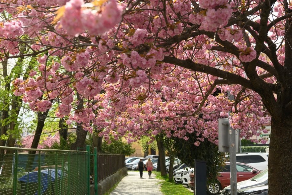 Ilustračný obrázok k článku Ulička zamilovaných? Pod rozkvitnutými sakurami v Nitre sa striedajú zaľúbenci