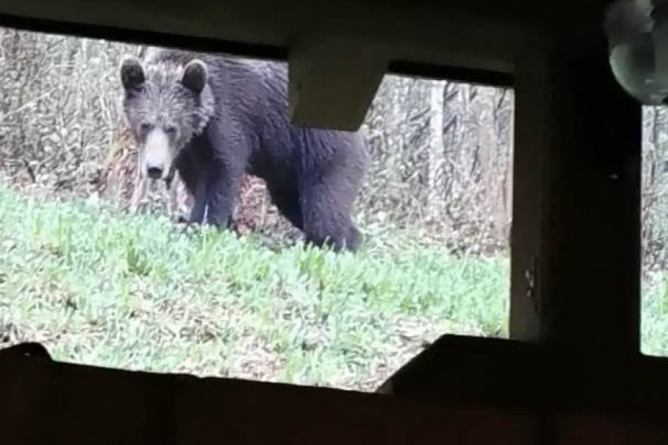 Ilustračný obrázok k článku Ďalšia obec VARUJE pred medveďom! Videný bol medzi cintorínom a bytovkami