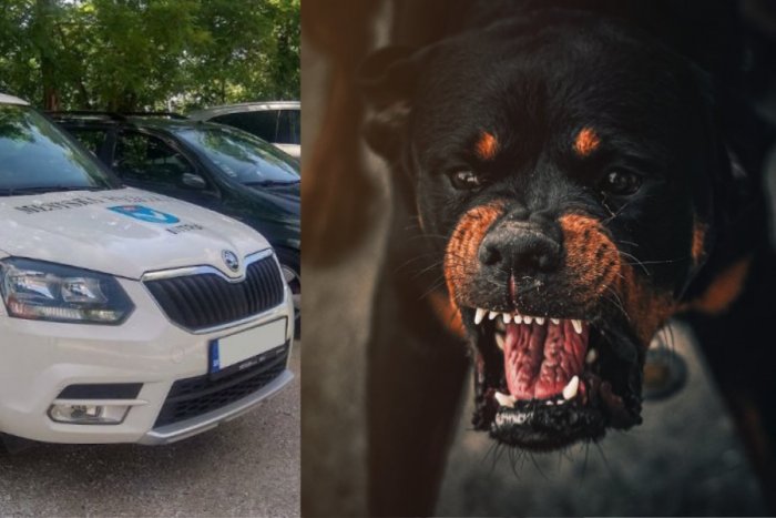 Ilustračný obrázok k článku Ženu na prechádzke NAPADOL agresívny pes: Pohrýzol jej ruku