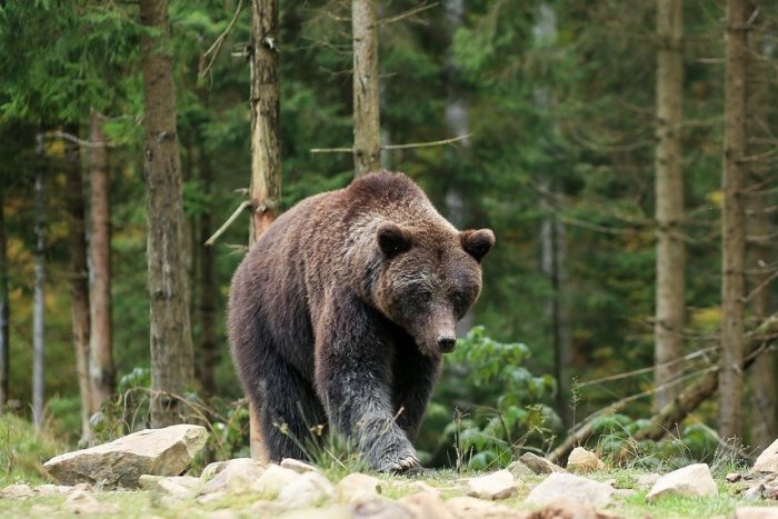 Ilustračný obrázok k článku Slovensko je v STREHU: Medveď NAPADOL dvoch ľudí! Je postrelený a hrozí ďalší ÚTOK!