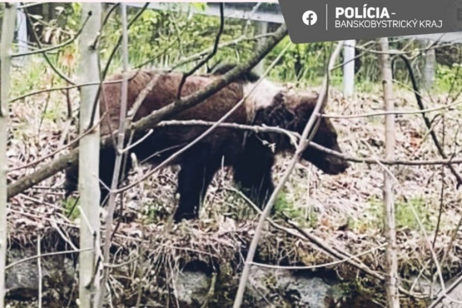 Ilustračný obrázok k článku Vodiči UPOZORNILI na MEDVEĎA pri ceste: Na mieste zasahovali policajti, FOTO
