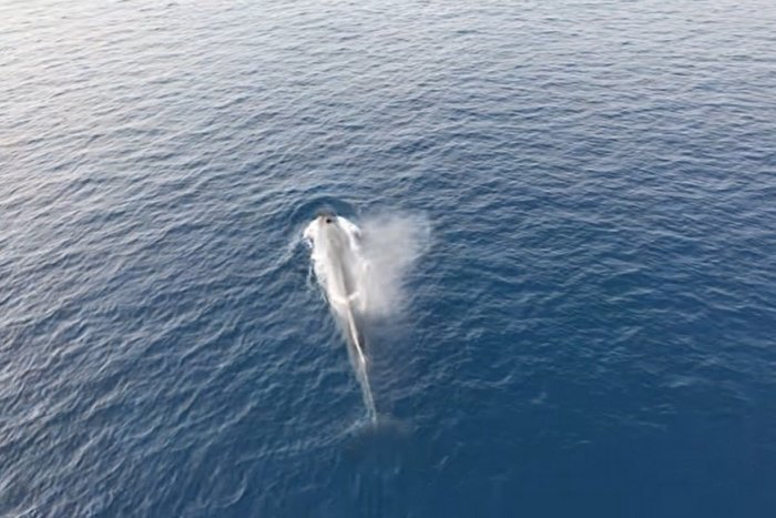 Ilustračný obrázok k článku VIDEO z chorvátskeho pobrežia vyvolalo ošiaľ: VEĽRYBY predviedli parádne divadlo!