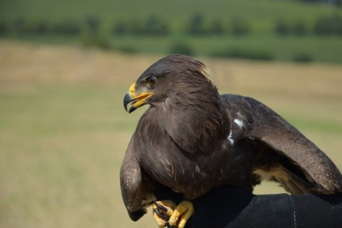 Ilustračný obrázok k článku Jej osud sledovalo celé Slovensko, nález teraz potvrdil najhoršie: Orlica Anička je mŕtva