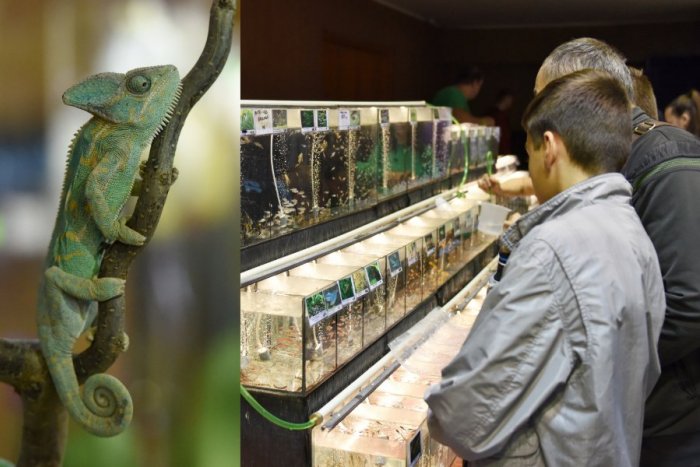 Ilustračný obrázok k článku Trnava zažije NAJVÄČŠIU výstavu svojho druhu na Slovensku! Čo prinesie AkvaTera?