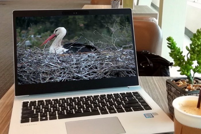 Ilustračný obrázok k článku Jedinečný pohľad: Vychutnajte si PRIAMY prenos z bocianieho hniezda v Špačinciach